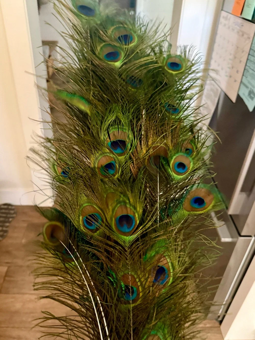 Real Natural Peacock Feathers — Naturally Shed — Hand Collected in California